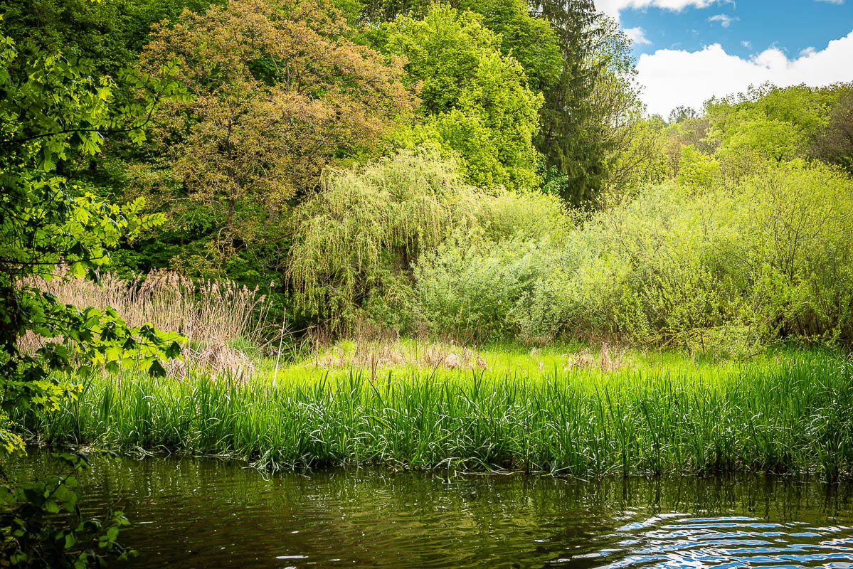 Frühling am Furtbach bei Würenlos