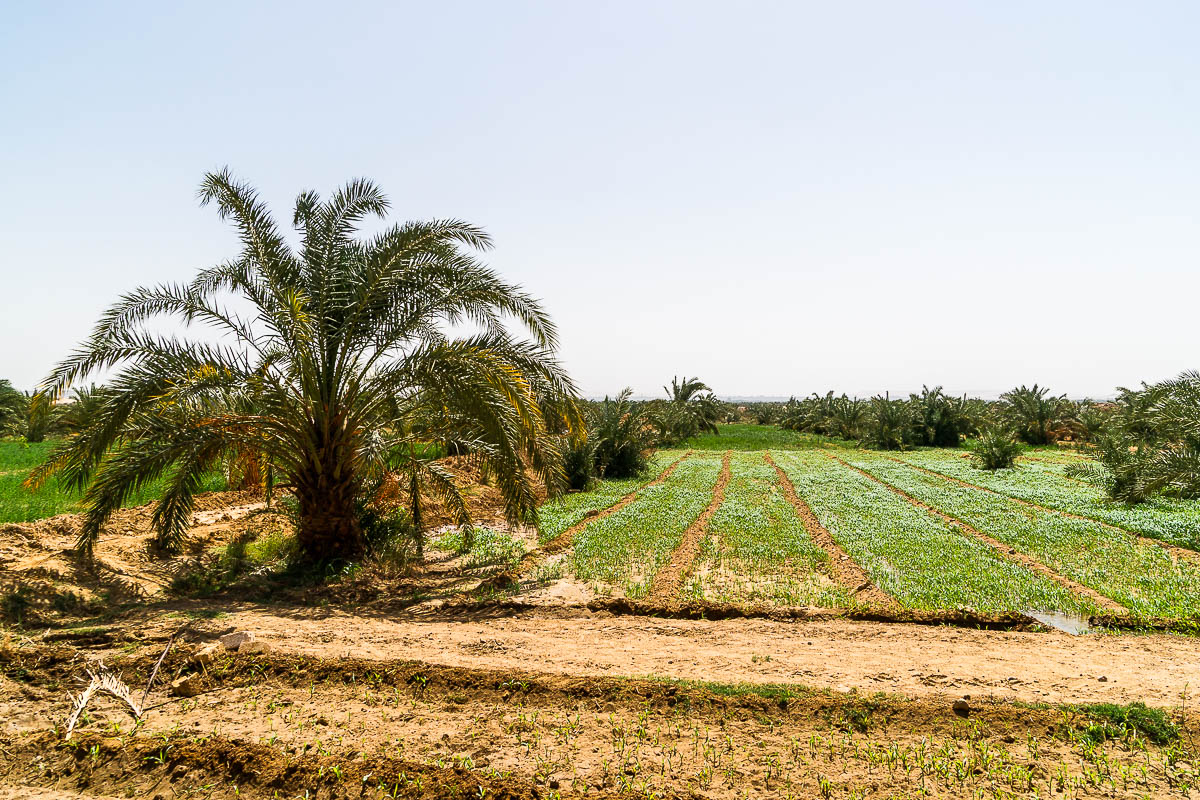 Oase Bahariya
