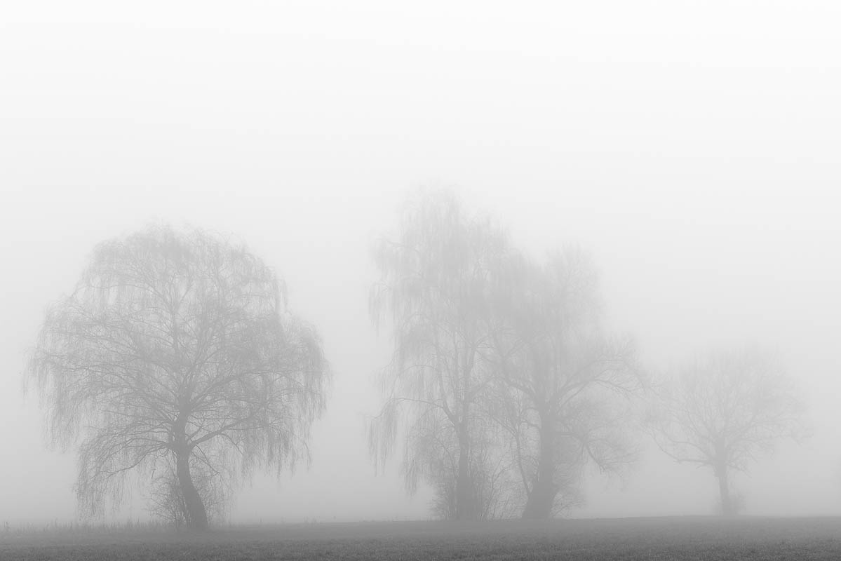 Bäume im Nebel (digital)