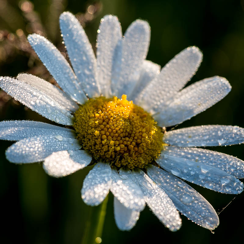HJK_22266_20150518_064555 Nikon D800, 1/40 s bei Blende 11, ISO 100, 105 mm