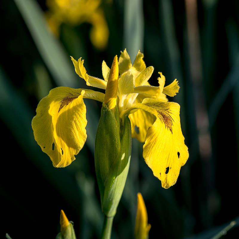 HJK_22275_20150518_065346 Nikon D800, 1/320 s bei Blende 8, ISO 280, 105 mm