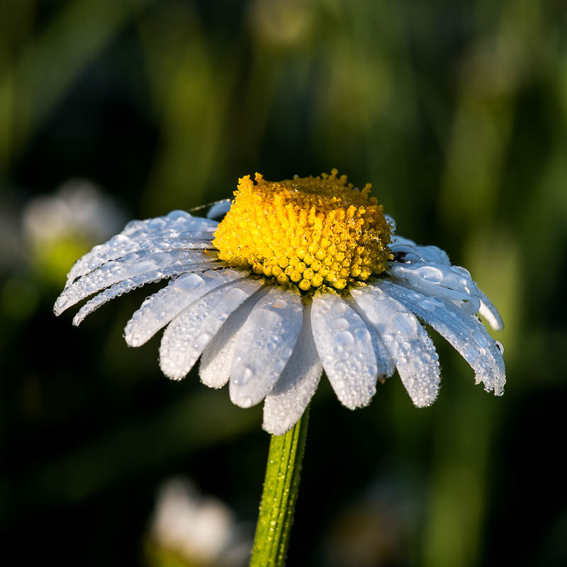 HJK_22278_20150518_065716 Nikon D800, 1/125 s bei Blende 13, ISO 220, 105 mm