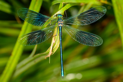 Gebänderte Prachtlibelle (Calopteryx splendens)