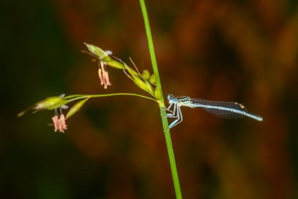 Libellen (Odonata)